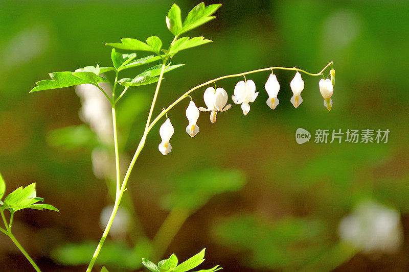 Dicentra spectablis“Alba”(流血的心)